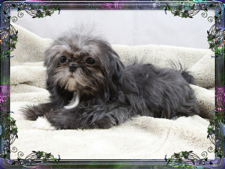 Tiny little female chinese imperial shih tzu puppies for sale small teacup
